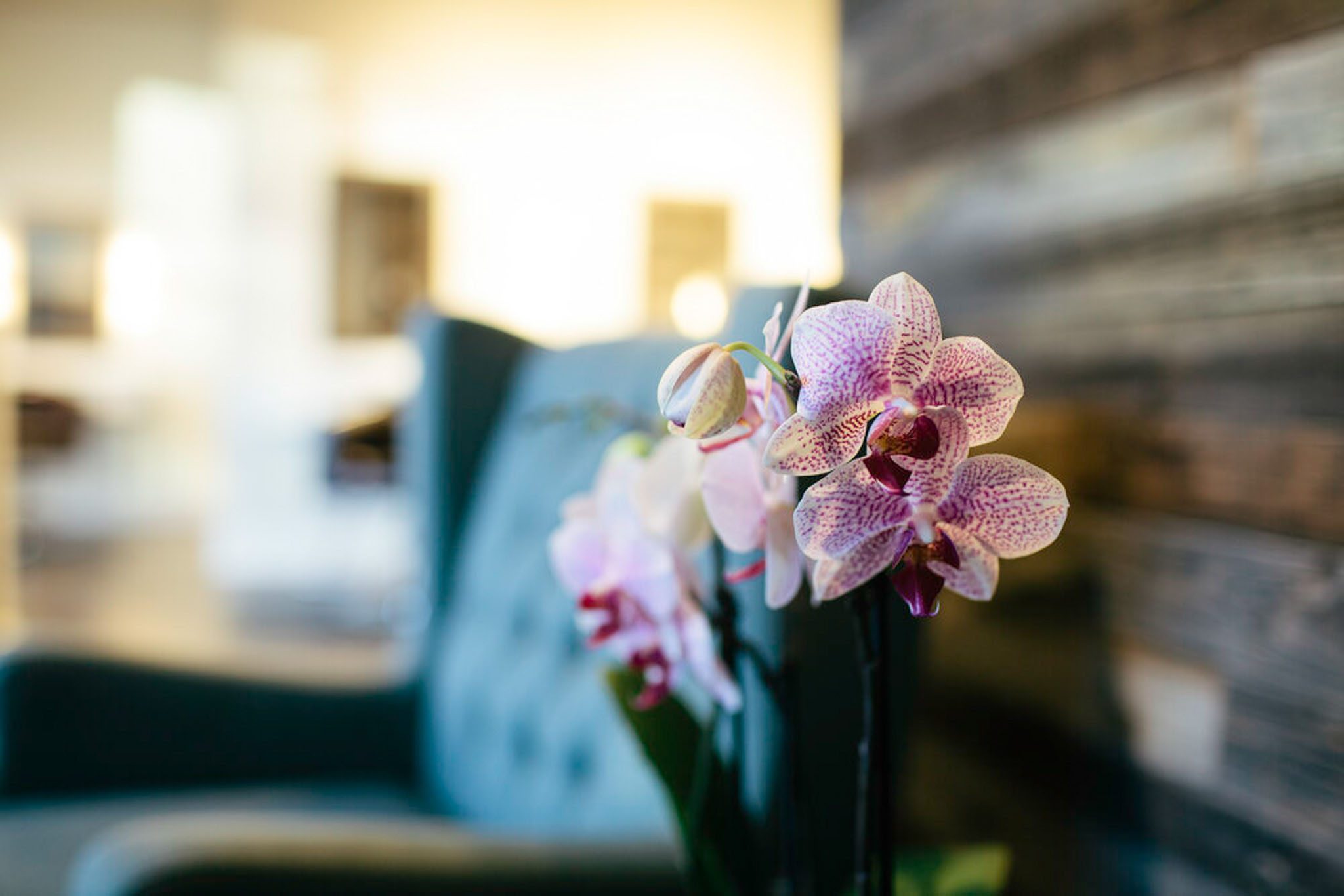 Close-up of pink and white orchids with blurred seating area in the background.