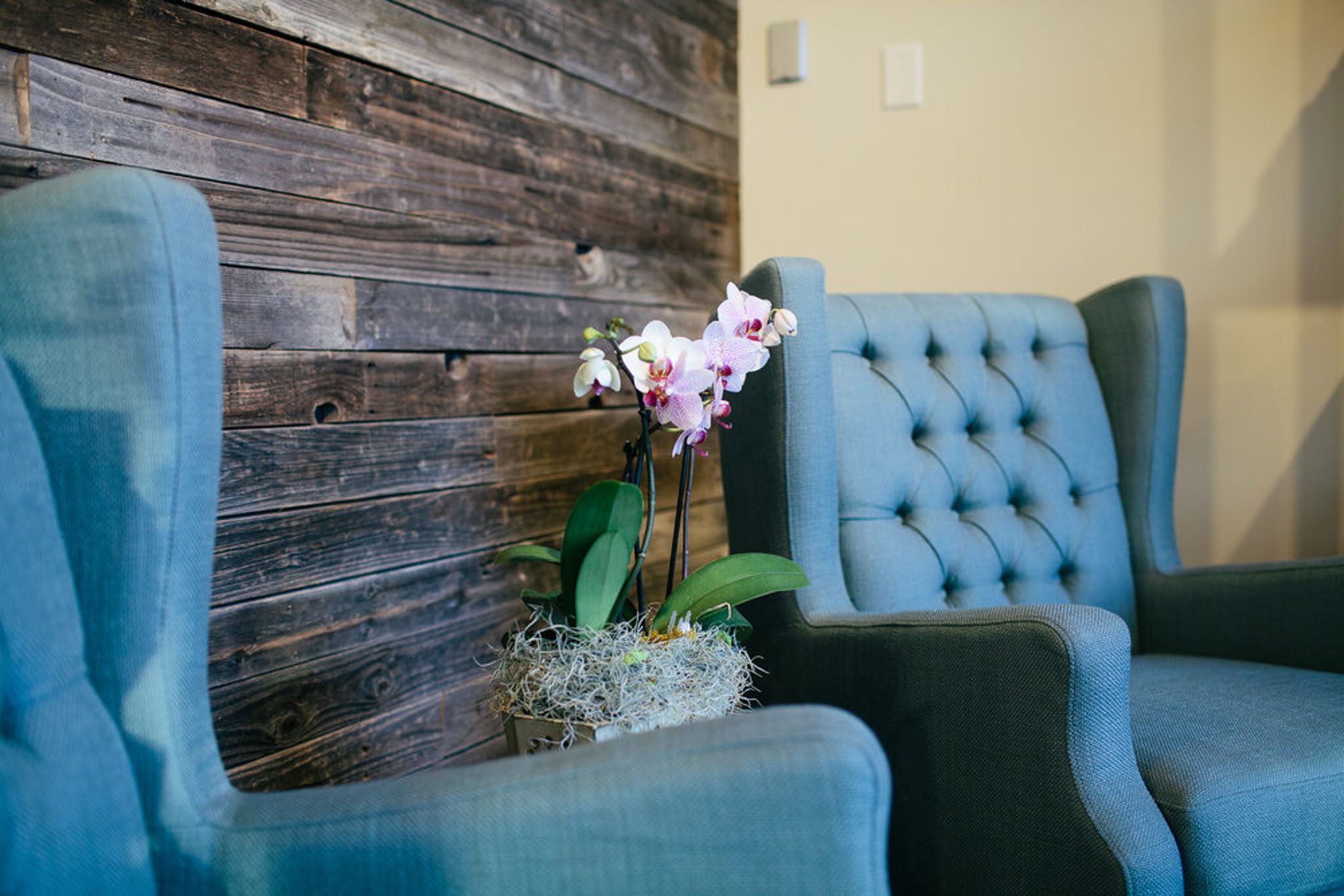 Two blue upholstered armchairs with tufted backs are next to a potted orchid in front of a wooden wall.